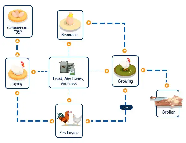 Cycle Poultry Farm Solution