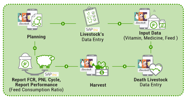 SAP Business One Indonesia Flow System for Farm Flock Diagram